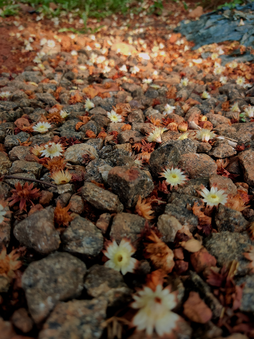 flowers on stony ground