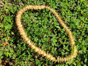 Photograph of a necklace of sewn mimusops elengi blossoms, yellow against a green background